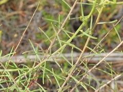 Iberis ciliata