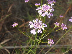 Iberis ciliata