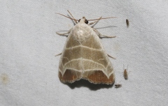 Bagisara praecelsa