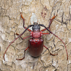 Dorysthenes buquetii