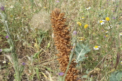 Orobanche amethystea