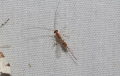 Macrocentrinae