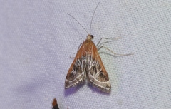 Pyrausta nexalis