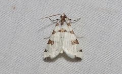 Conchylodes octonalis