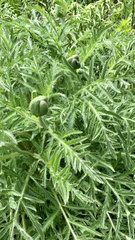 Papaver × pseudo-orientale