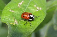 Cryptocephalus octopunctatus