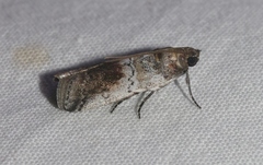 Chararica hystriculella