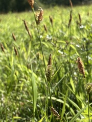 Carex hostiana