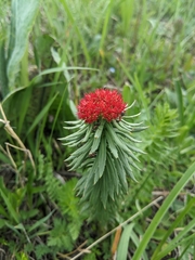 Rhodiola kirilowii