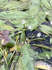 Aponogeton distachyos