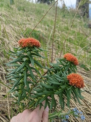 Rhodiola kirilowii