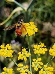 Chrysotoxum triarcuatum