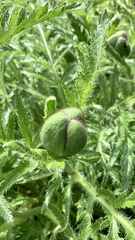 Papaver × pseudo-orientale