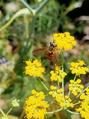 Chrysotoxum triarcuatum