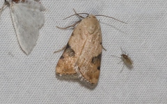 Micrathetis costiplaga