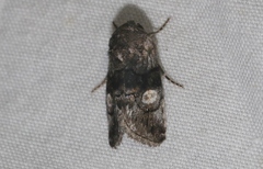 Copanarta aurea