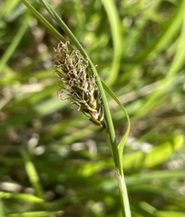 Carex hostiana