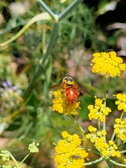 Chrysotoxum triarcuatum