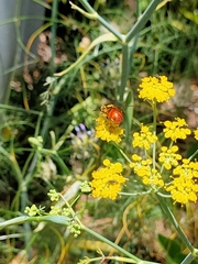 Chrysotoxum triarcuatum