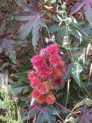 Ricinus communis