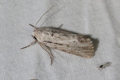 Oncocnemidinae