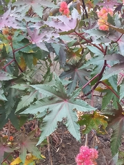 Ricinus communis