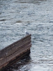 Larus michahellis