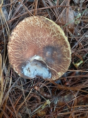 Aureoboletus russellii