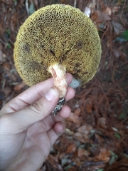 Aureoboletus russellii