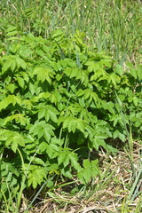 Filipendula ulmaria