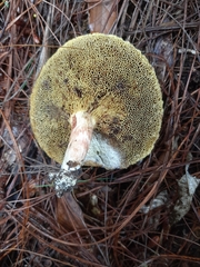Aureoboletus russellii