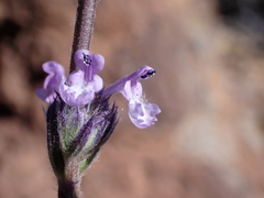 Nepeta teydea image