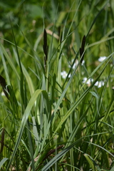 Carex