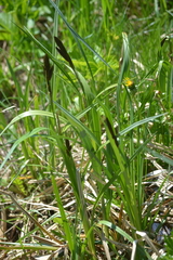 Carex