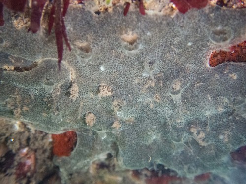 Jelly Crust Tunicate, photo 7 of 8