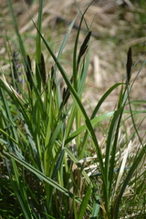 Carex