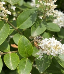Apis mellifera