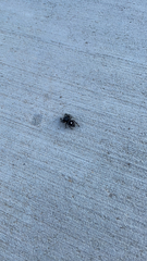 Phidippus audax