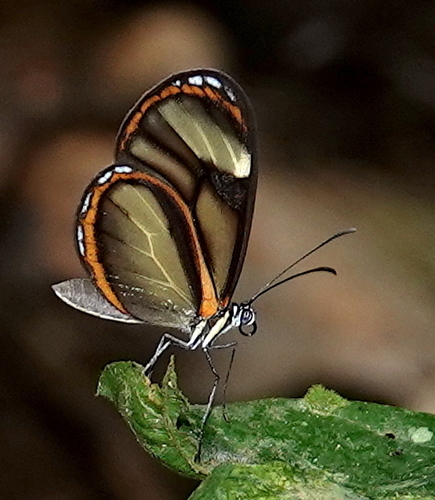 Pteronymia vestilla