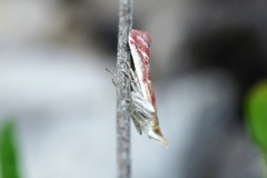 Ancylosis cinnamomella