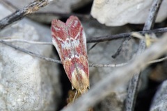 Ancylosis cinnamomella
