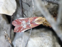 Ancylosis cinnamomella