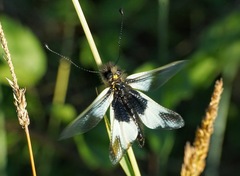 Libelloides lacteus