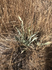 Eryngium aristulatum