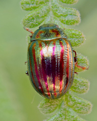 Chrysolina americana