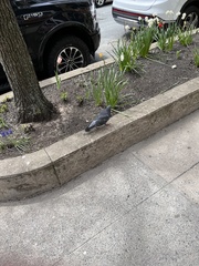 Columba livia domestica