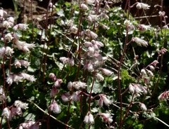 Heuchera hirsutissima