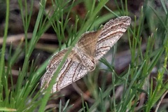 Scotopteryx coarctaria