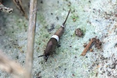 Praemachilis excelsior