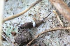 Praemachilis excelsior